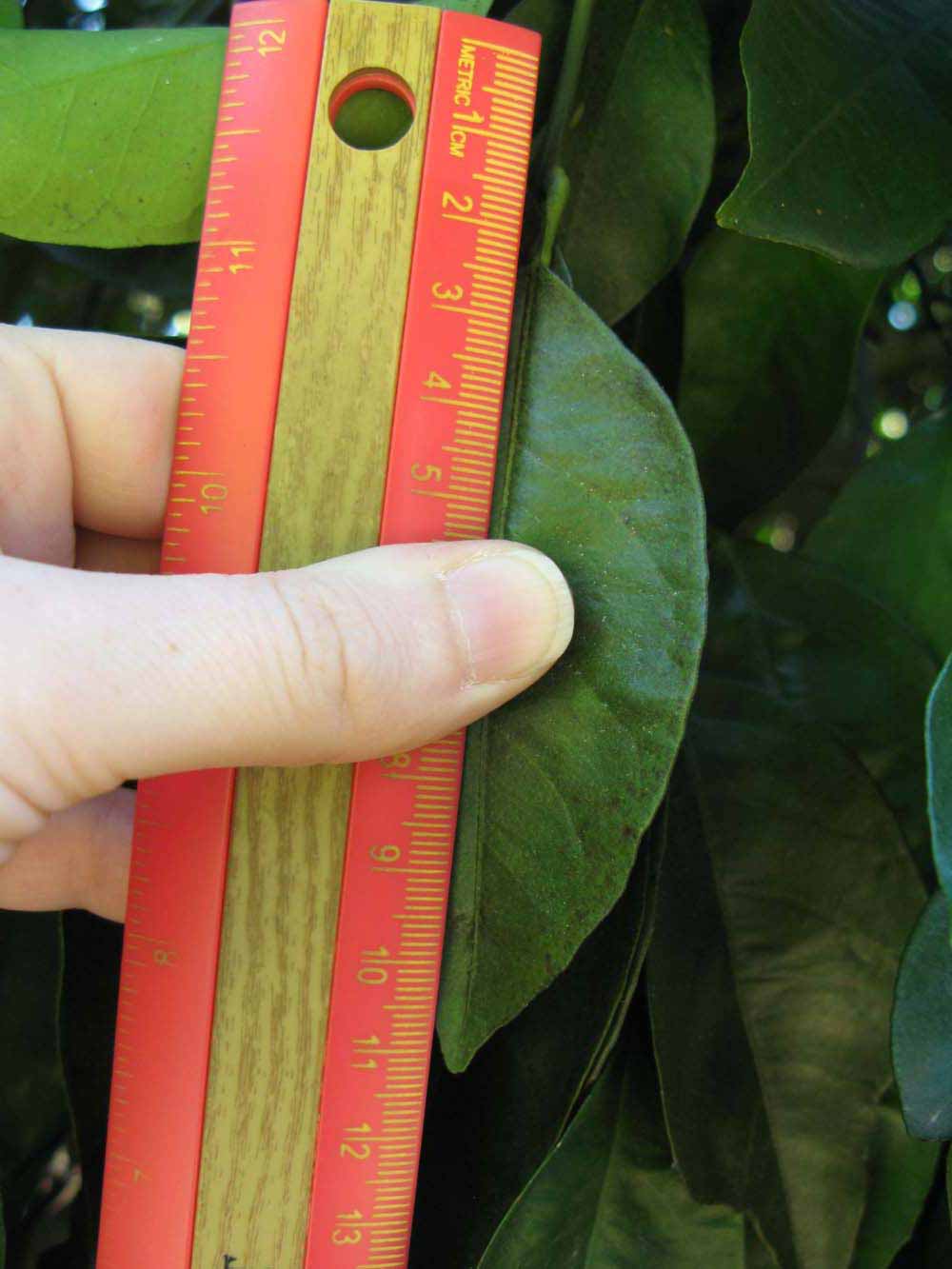            Unifoliolate leaf (Winter Haven, FL)   